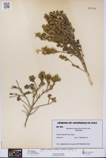 Baccharis concava [Espécimen: UCH:EIF:0001870]