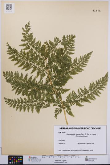 Dennstaedtia glauca [Espécimen: UCH:EIF:0001878]