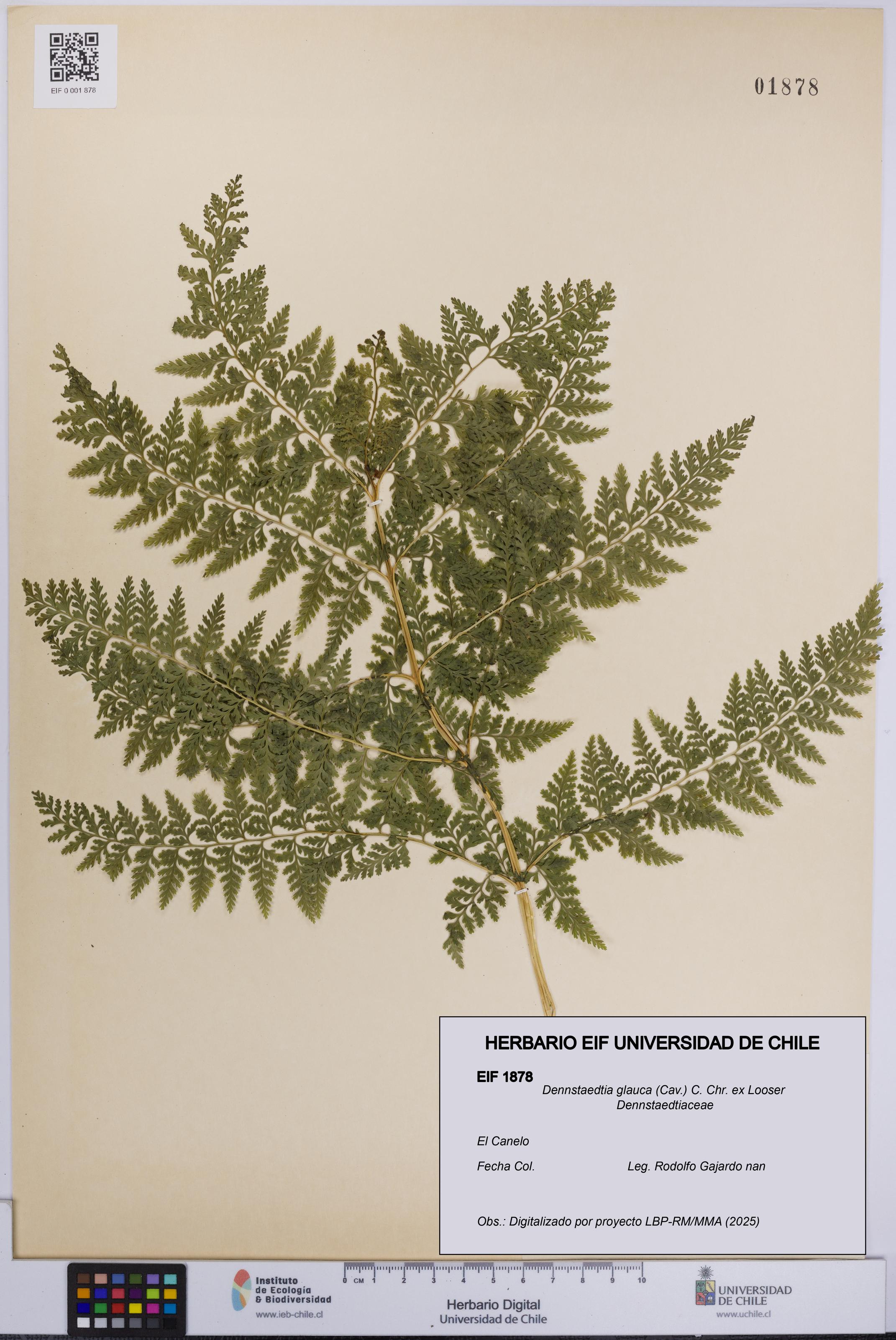 Dennstaedtia glauca [Espécimen: UCH:EIF:0001878]