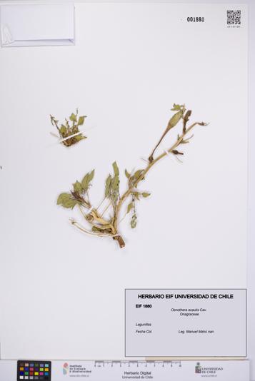 Oenothera acaulis [Espécimen: UCH:EIF:0001880]