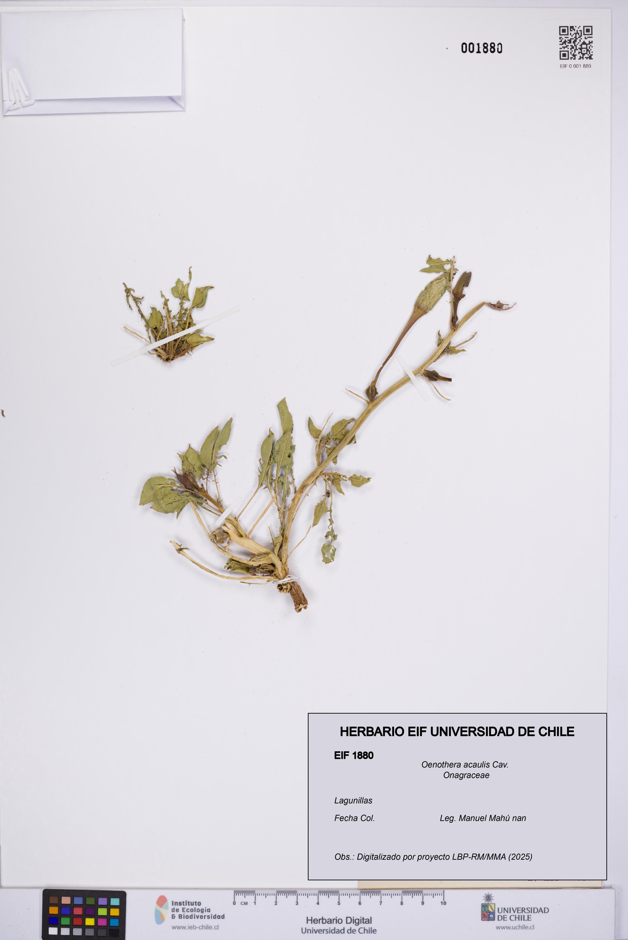 Oenothera acaulis [Espécimen: UCH:EIF:0001880]