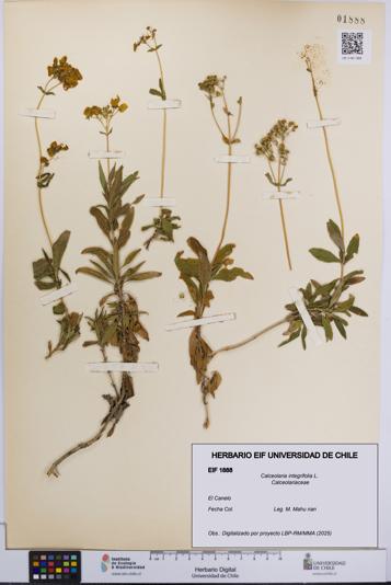 Calceolaria integrifolia [Espécimen: UCH:EIF:0001888]