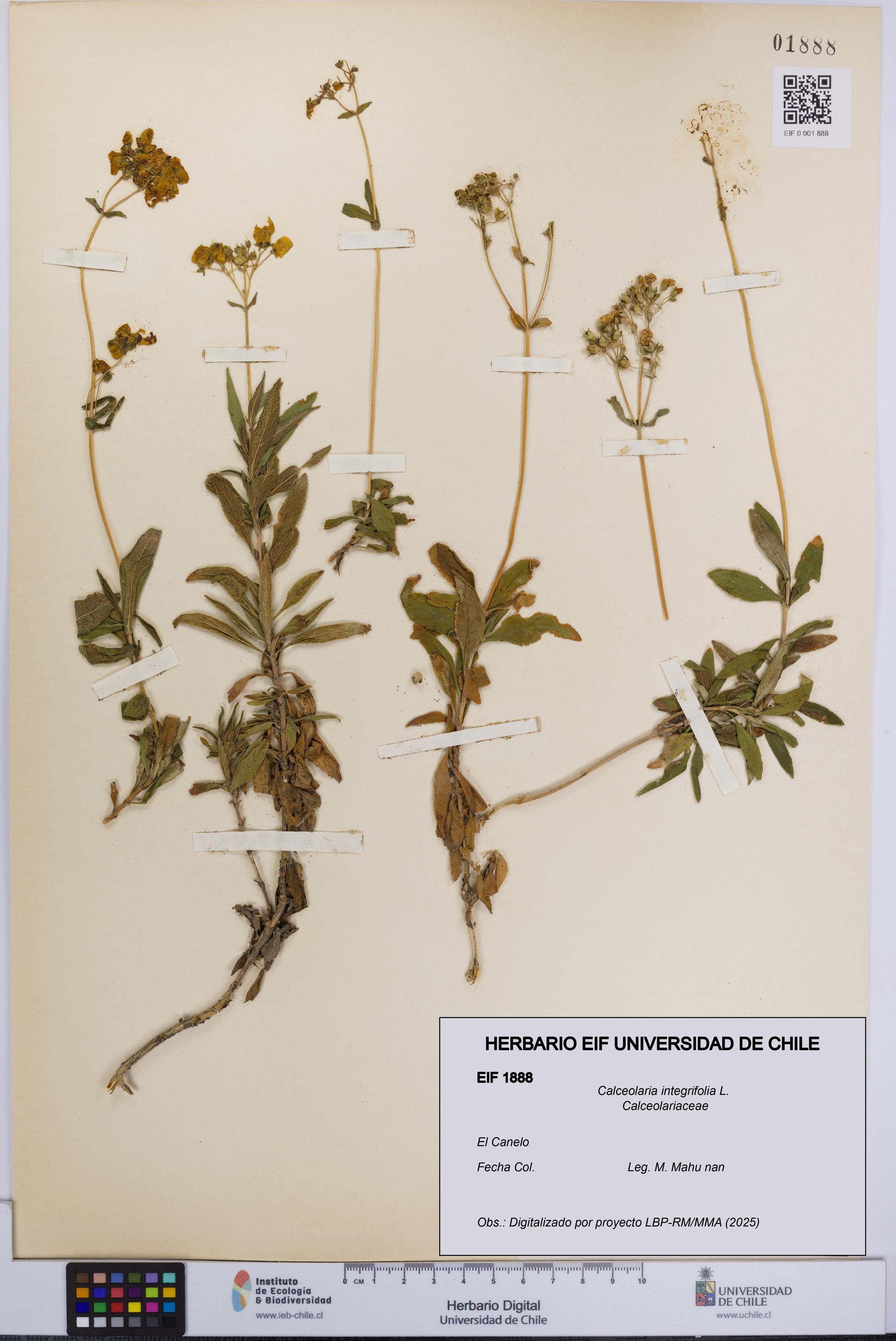 Calceolaria integrifolia [Espécimen: UCH:EIF:0001888]
