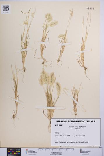 Lamarckia aurea [Espécimen: UCH:EIF:0001895]