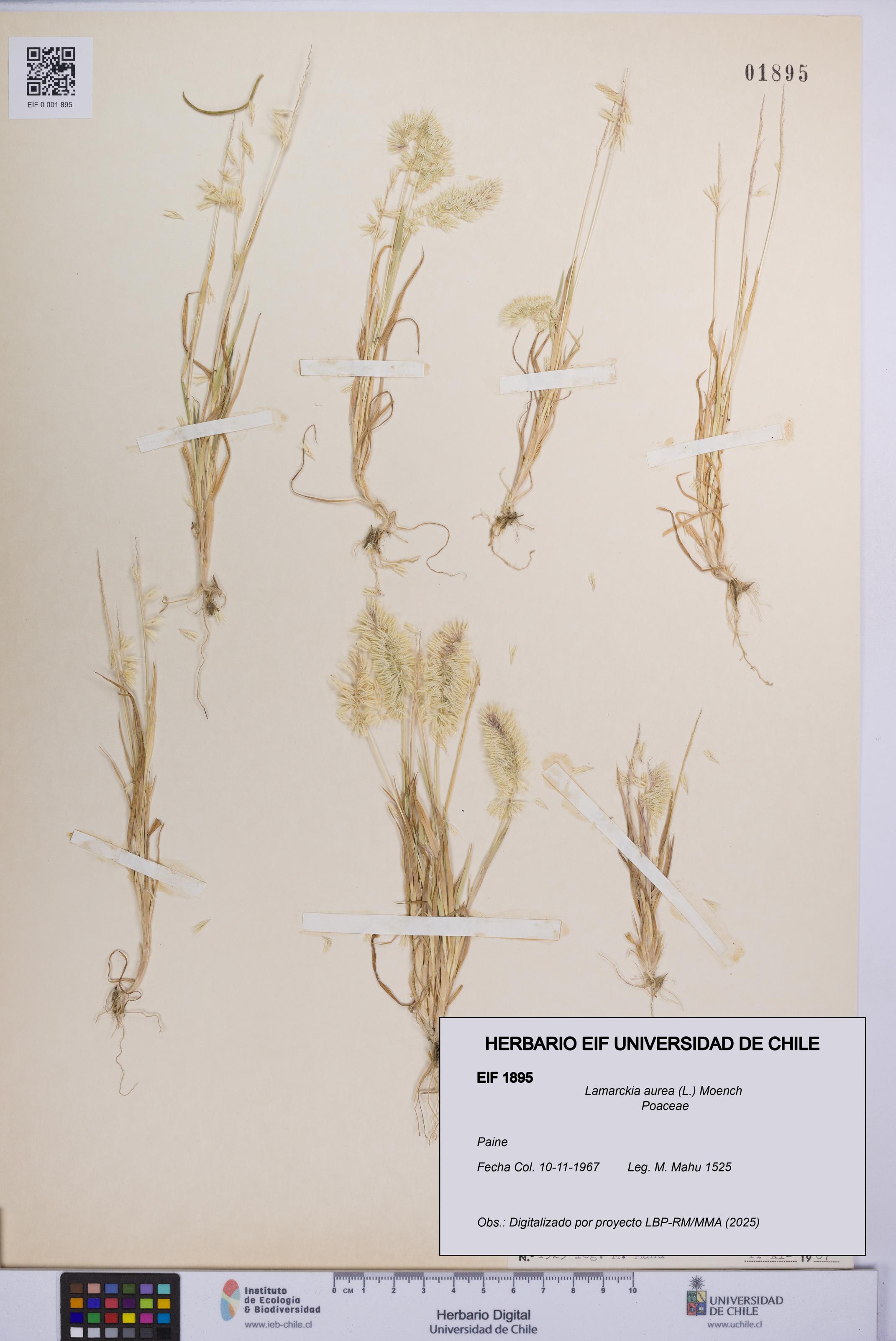 Lamarckia aurea [Espécimen: UCH:EIF:0001895]
