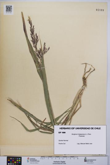 Sorghum halepense [Espécimen: UCH:EIF:0001899]