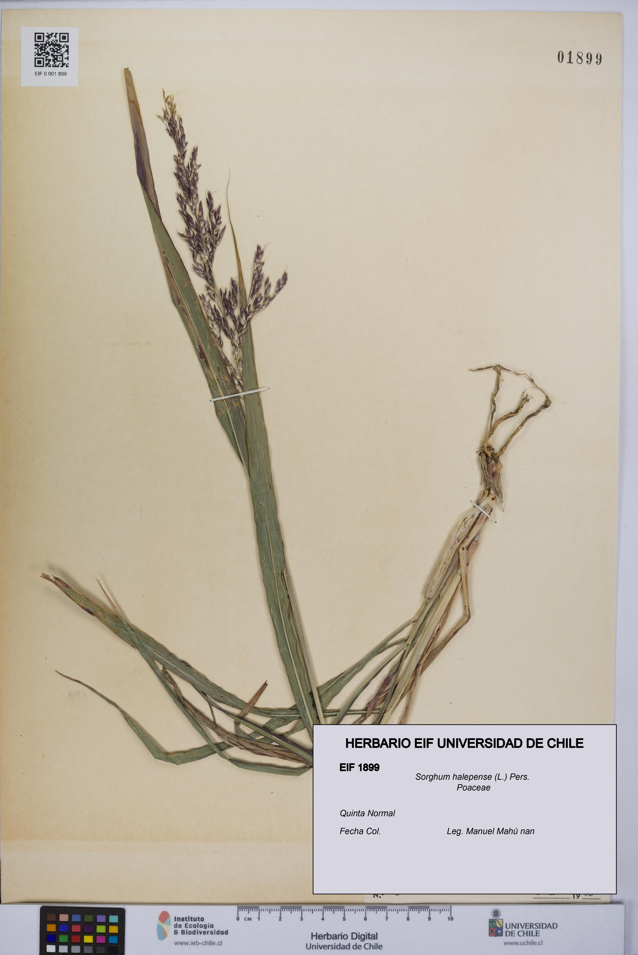 Sorghum halepense [Espécimen: UCH:EIF:0001899]