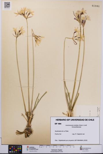Leucocoryne ixioides [Espécimen: UCH:EIF:0001904]