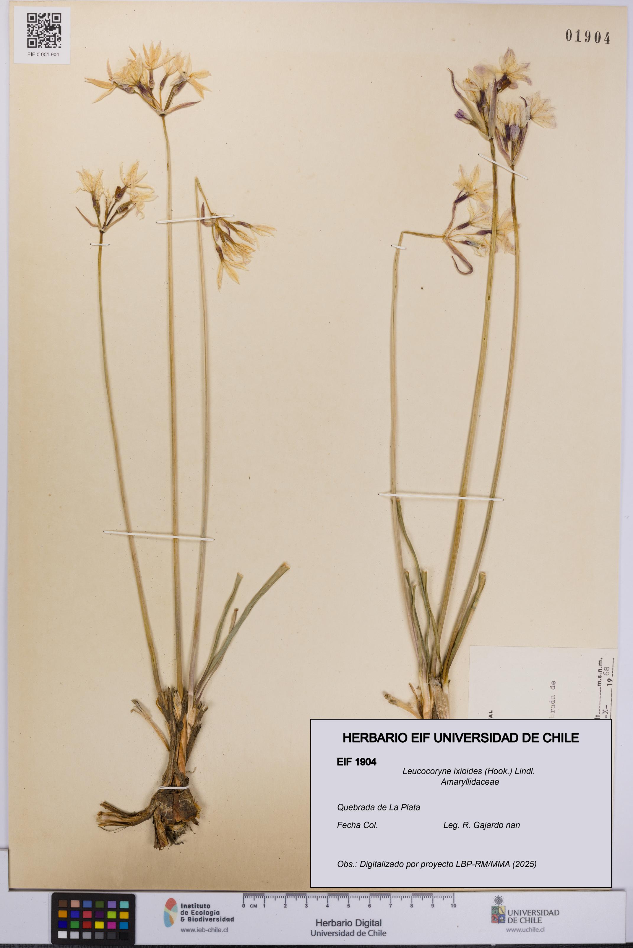 Leucocoryne ixioides [Espécimen: UCH:EIF:0001904]