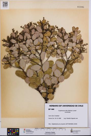 Cryptocarya alba [Espécimen: UCH:EIF:0001905]