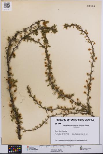 Vachellia caven [Espécimen: UCH:EIF:0001906]