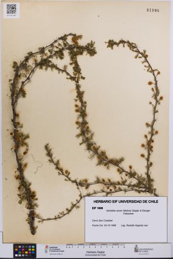 Vachellia caven [Espécimen: UCH:EIF:0001906]