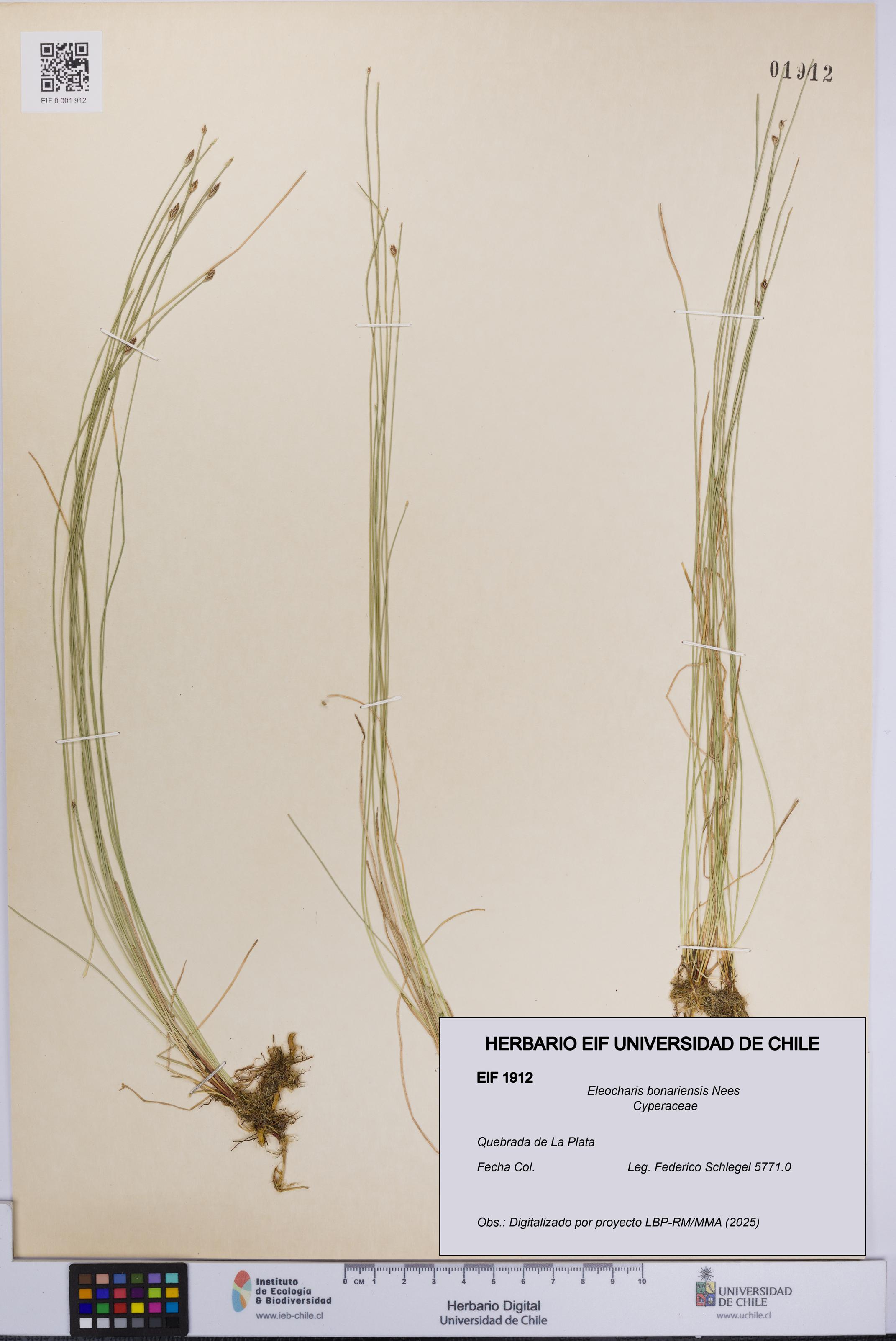 Eleocharis bonariensis [Espécimen: UCH:EIF:0001912]
