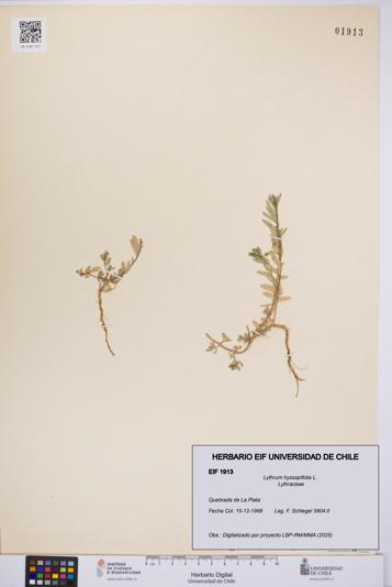 Lythrum hyssopifolia [Espécimen: UCH:EIF:0001913]