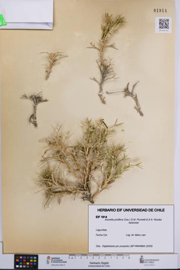 Azorella prolifera [Espécimen: UCH:EIF:0001914]