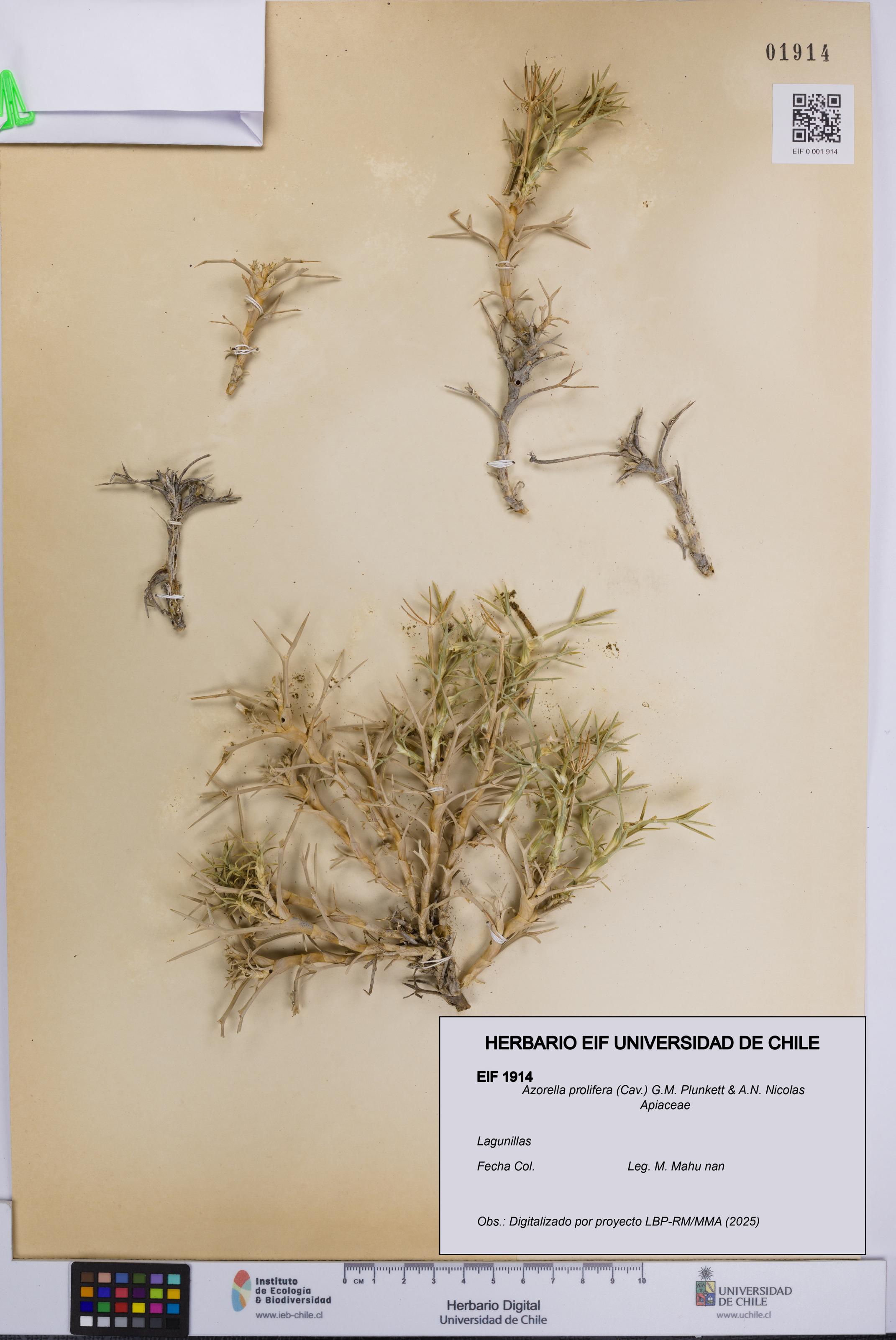 Azorella prolifera [Espécimen: UCH:EIF:0001914]