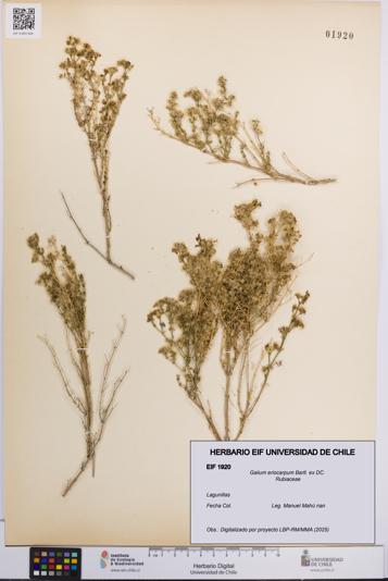 Galium eriocarpum [Espécimen: UCH:EIF:0001920]