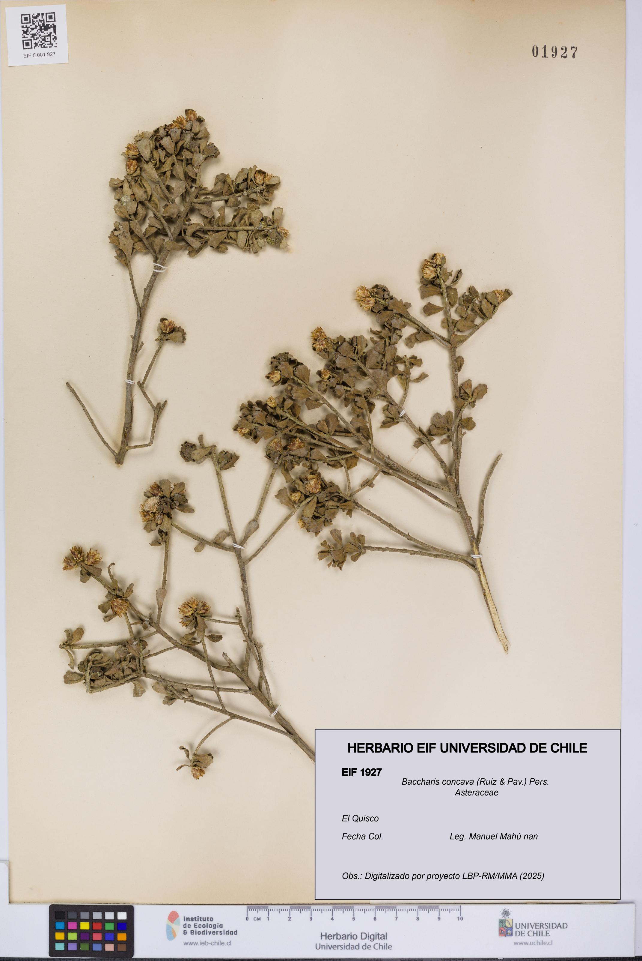 Baccharis concava [Espécimen: UCH:EIF:0001927]