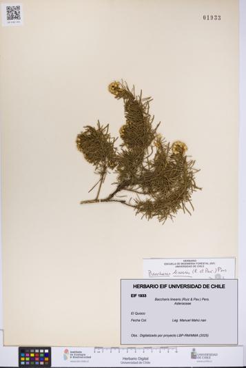 Baccharis linearis [Espécimen: UCH:EIF:0001933]