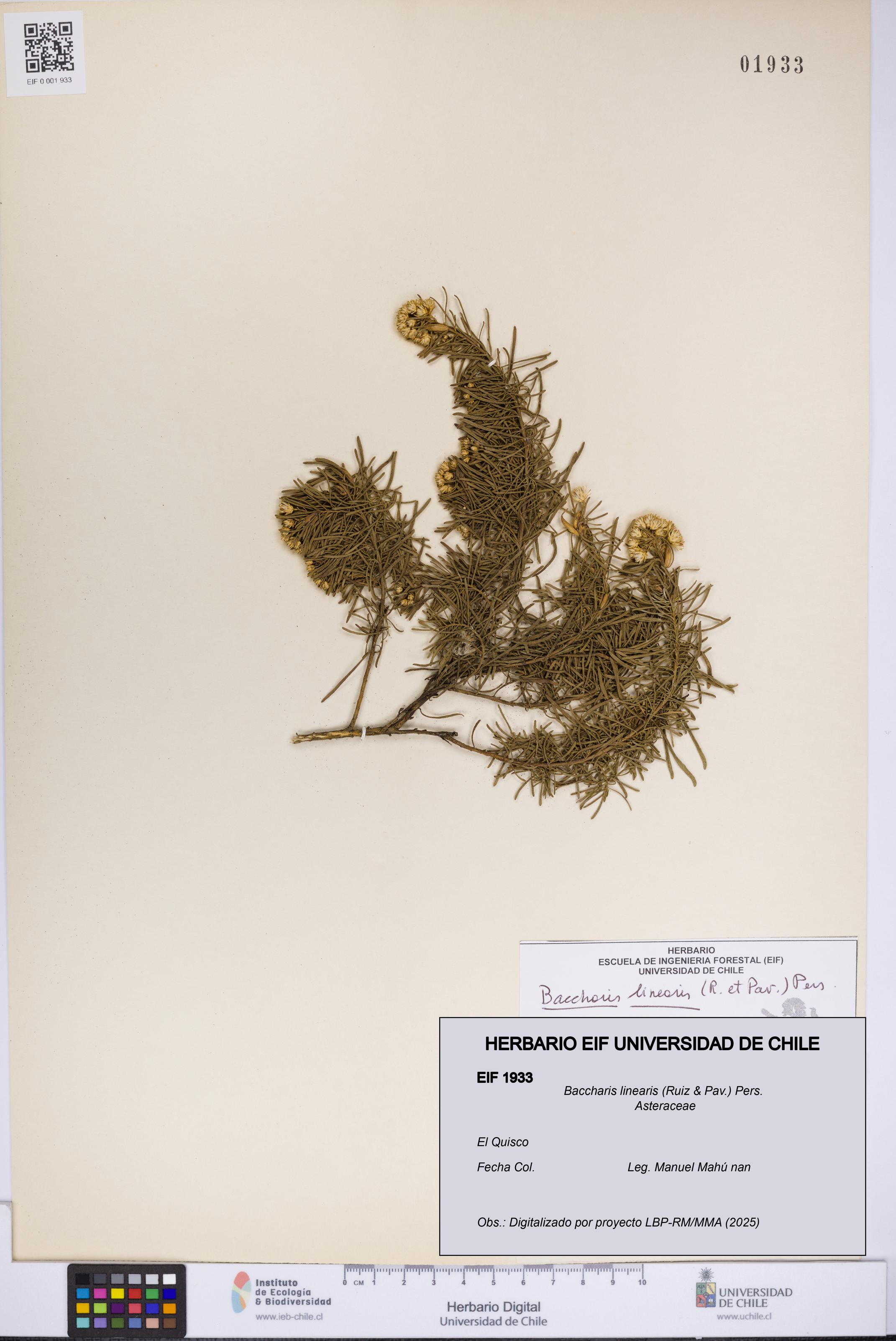 Baccharis linearis [Espécimen: UCH:EIF:0001933]
