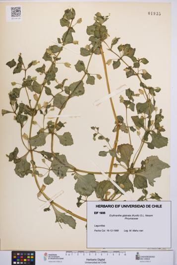 Erythranthe glabrata [Espécimen: UCH:EIF:0001935]