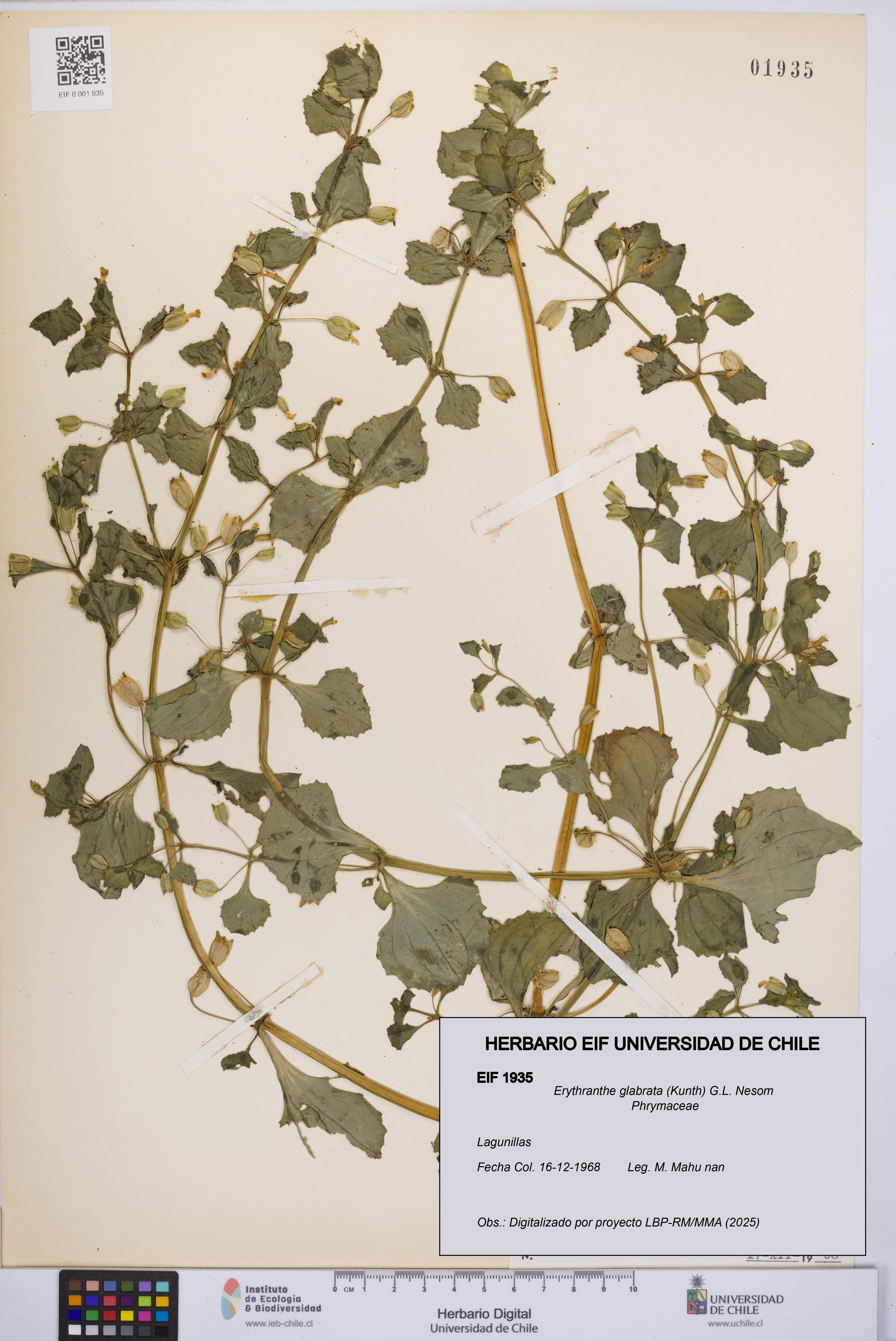 Erythranthe glabrata [Espécimen: UCH:EIF:0001935]