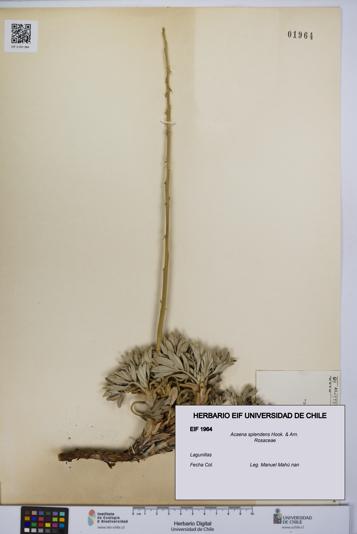 Acaena splendens [Espécimen: UCH:EIF:0001964]