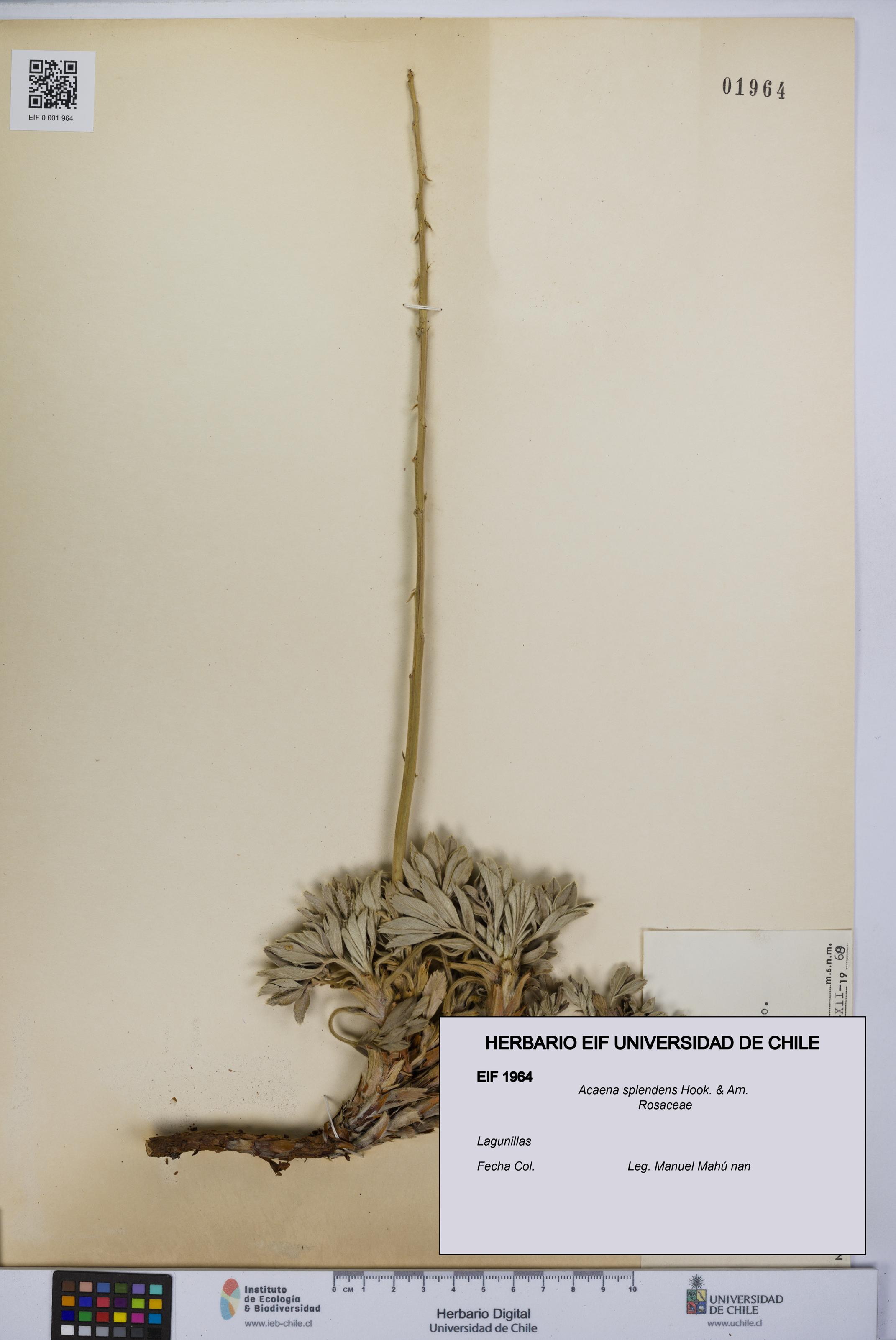 Acaena splendens [Espécimen: UCH:EIF:0001964]