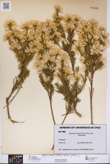 Baccharis linearis [Espécimen: UCH:EIF:0001966]