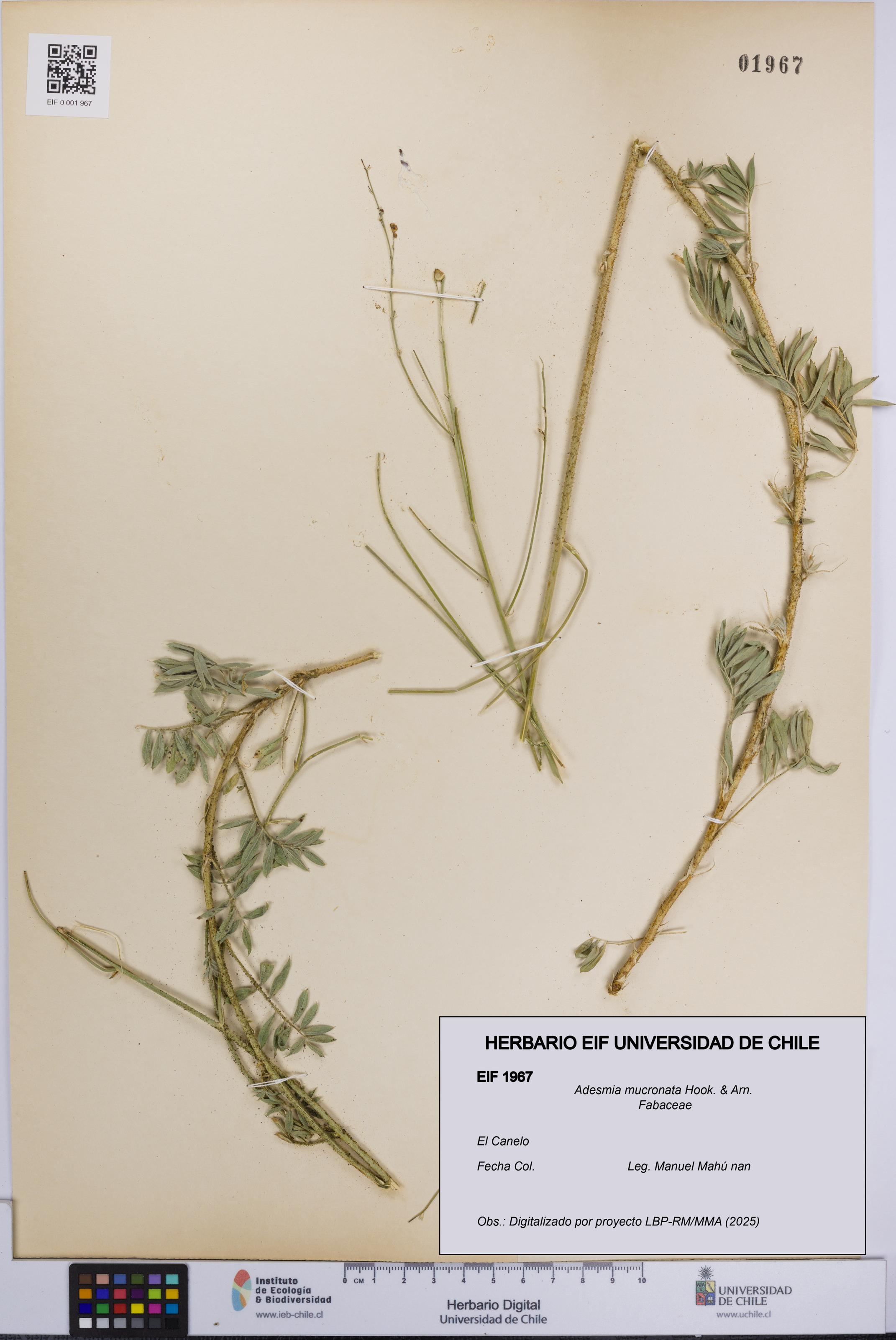 Adesmia mucronata [Espécimen: UCH:EIF:0001967]