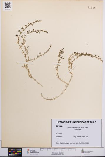 Galium suffruticosum [Espécimen: UCH:EIF:0001968]