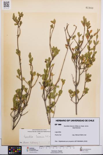 Guindilia trinervis [Espécimen: UCH:EIF:0001969]