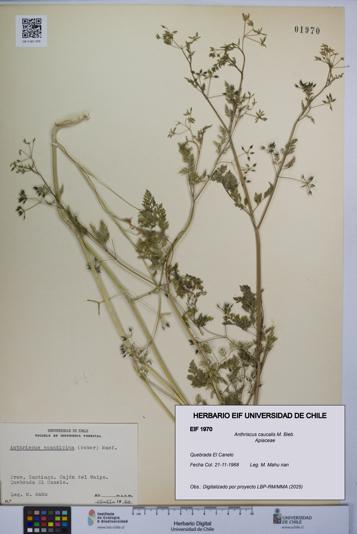 Anthriscus caucalis [Espécimen: UCH:EIF:0001970]