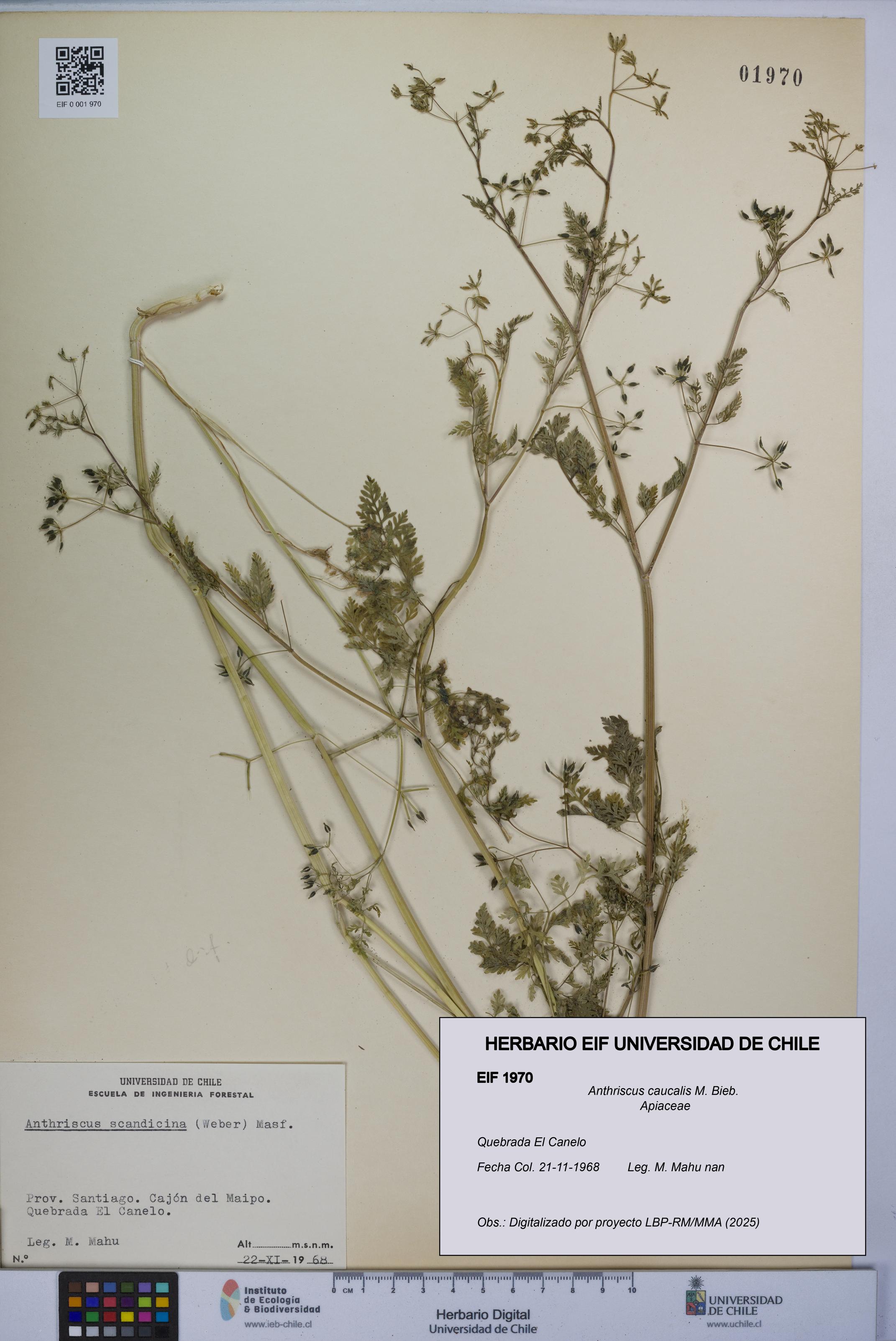 Anthriscus caucalis [Espécimen: UCH:EIF:0001970]