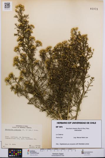 Baccharis linearis [Espécimen: UCH:EIF:0001973]