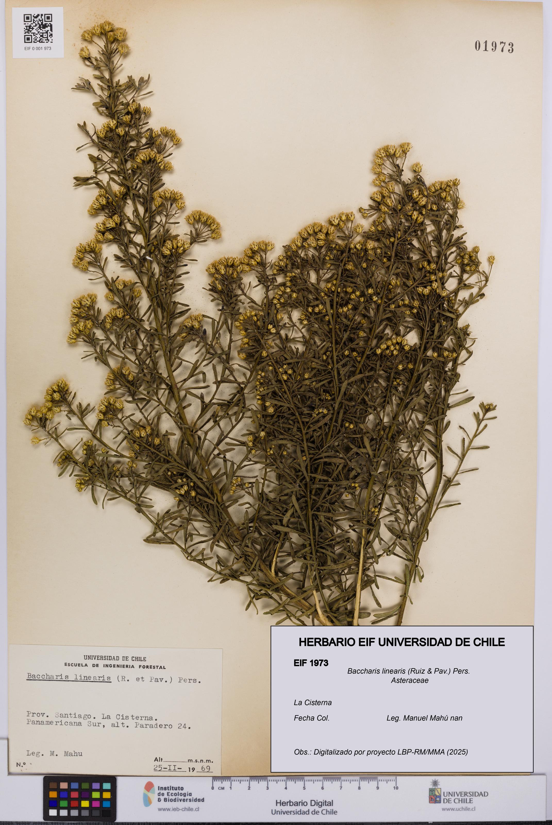 Baccharis linearis [Espécimen: UCH:EIF:0001973]