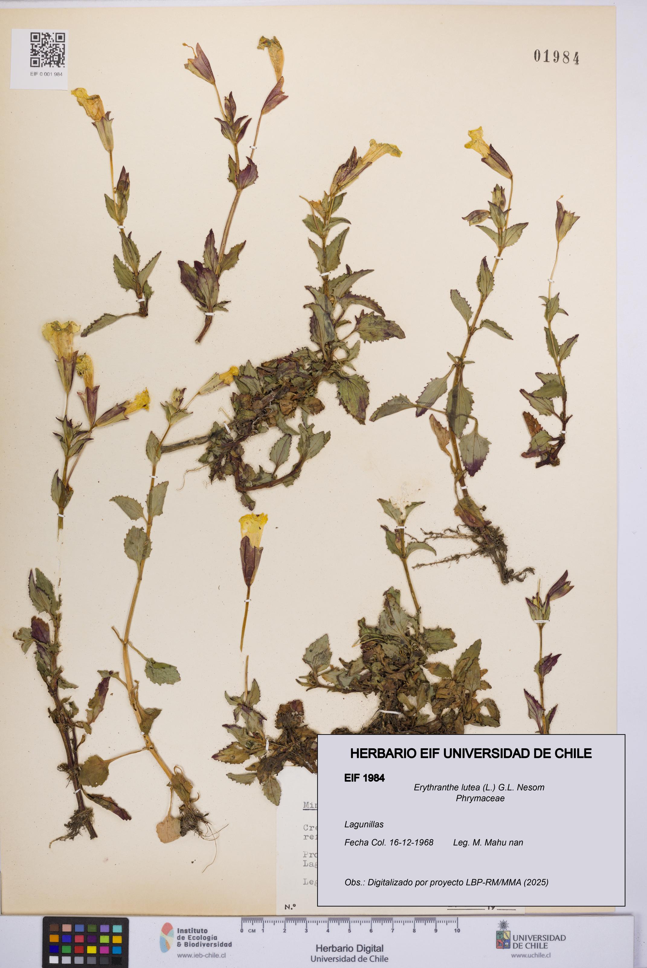 Erythranthe lutea [Espécimen: UCH:EIF:0001984]