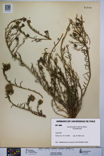 Quinchamalium chilense [Espécimen: UCH:EIF:0001986]