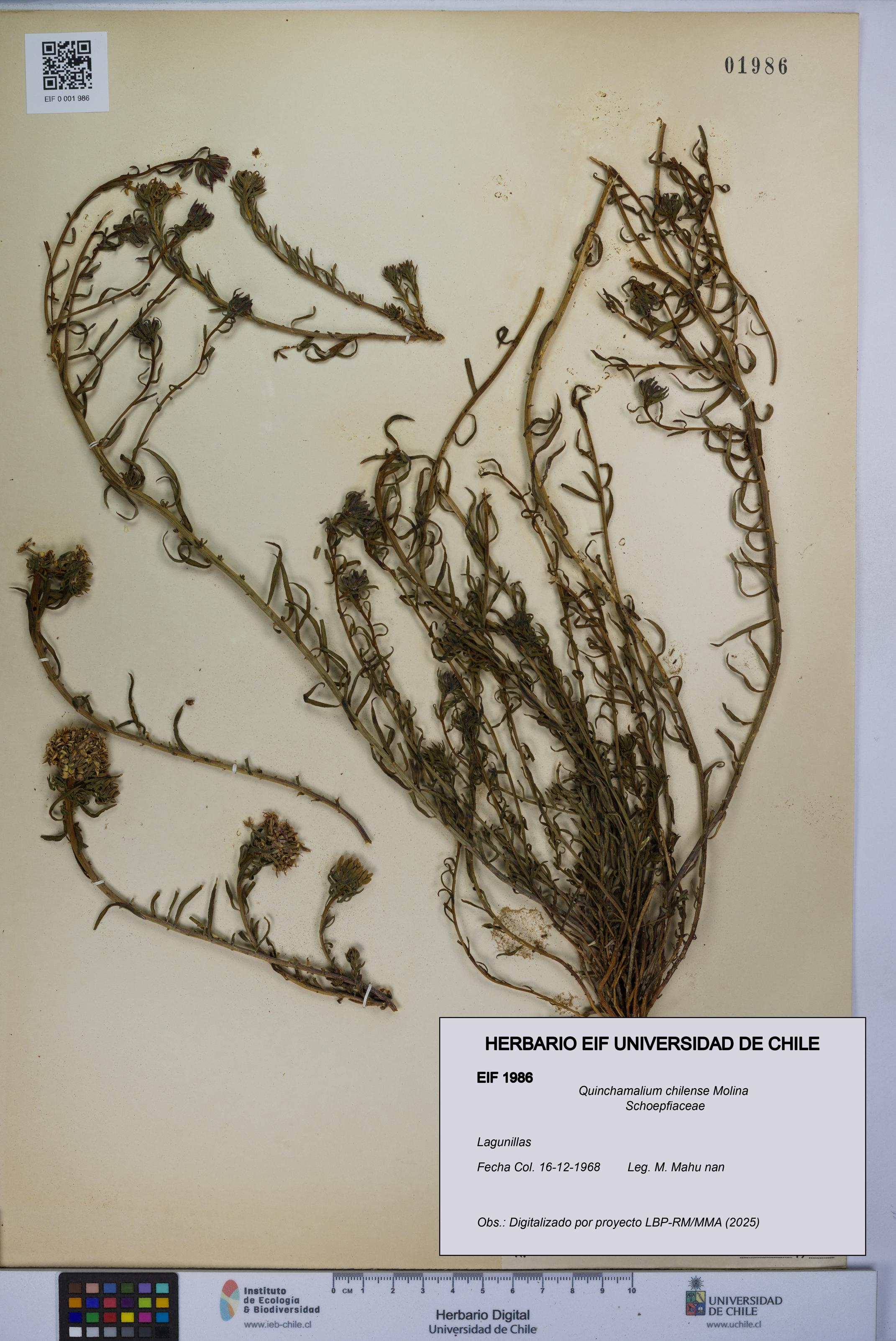 Quinchamalium chilense [Espécimen: UCH:EIF:0001986]