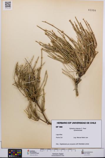 Ephedra chilensis [Espécimen: UCH:EIF:0001990]