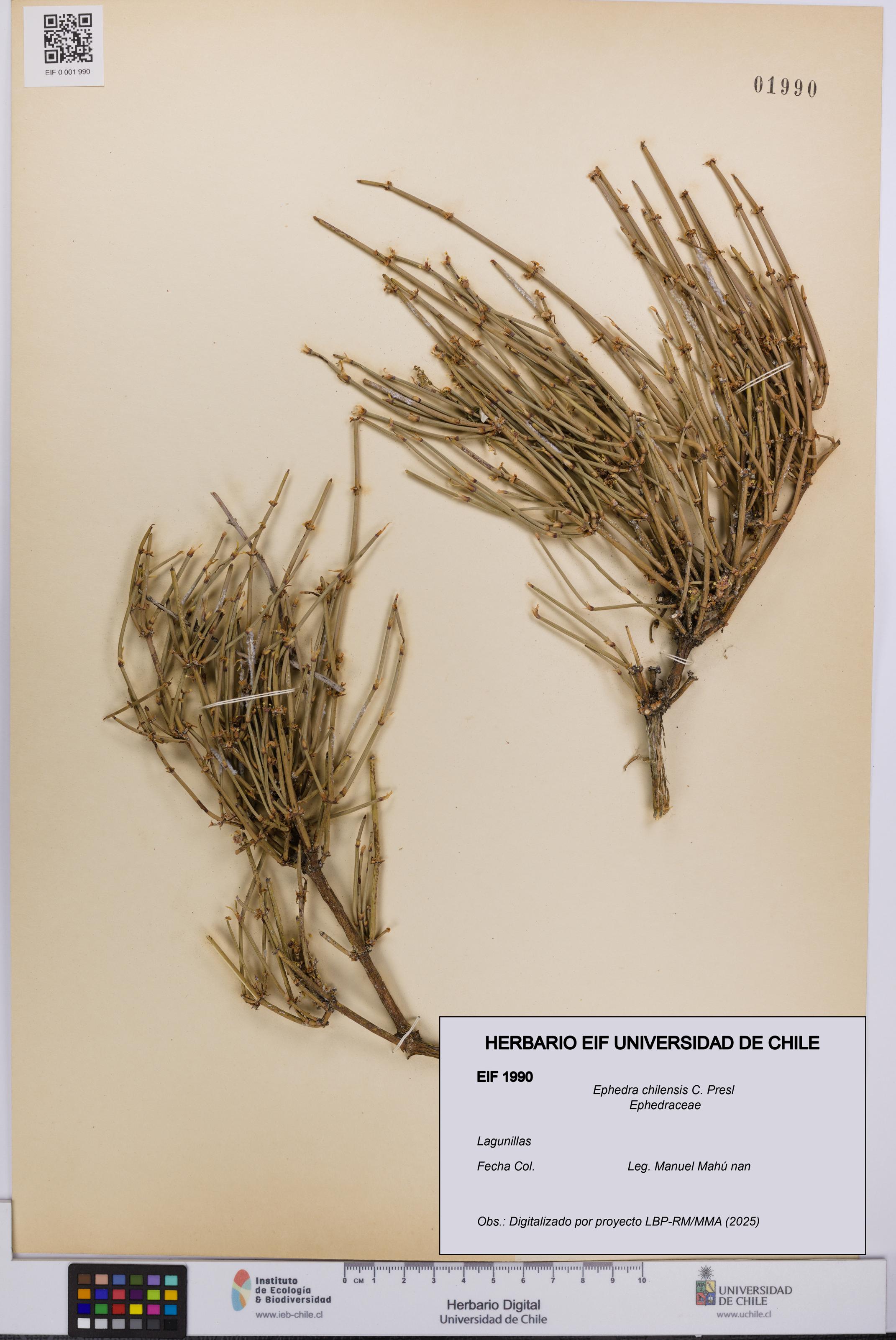 Ephedra chilensis [Espécimen: UCH:EIF:0001990]