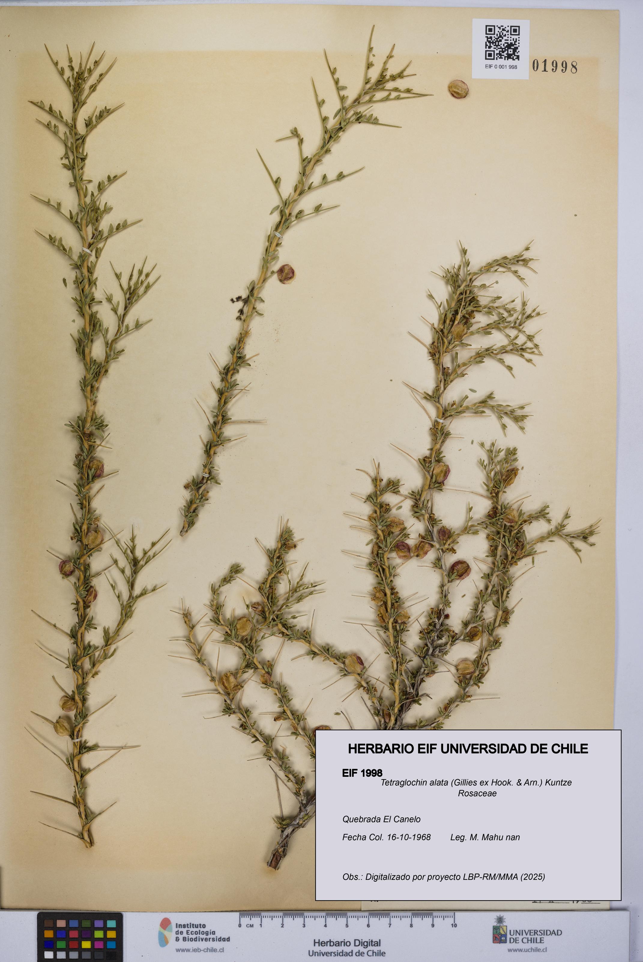 Tetraglochin alata [Espécimen: UCH:EIF:0001998]