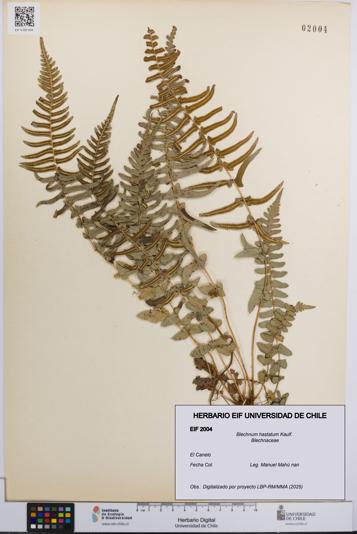 Blechnum hastatum [Espécimen: UCH:EIF:0002004]