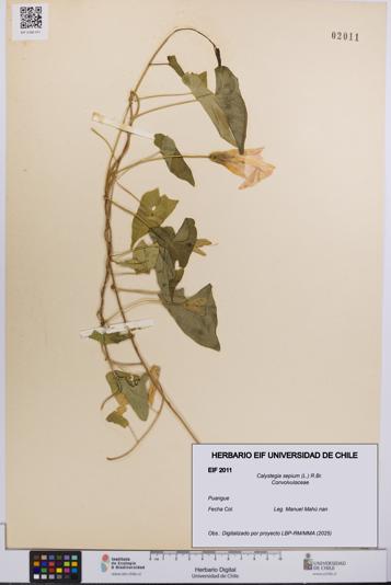 Calystegia sepium [Espécimen: UCH:EIF:0002011]