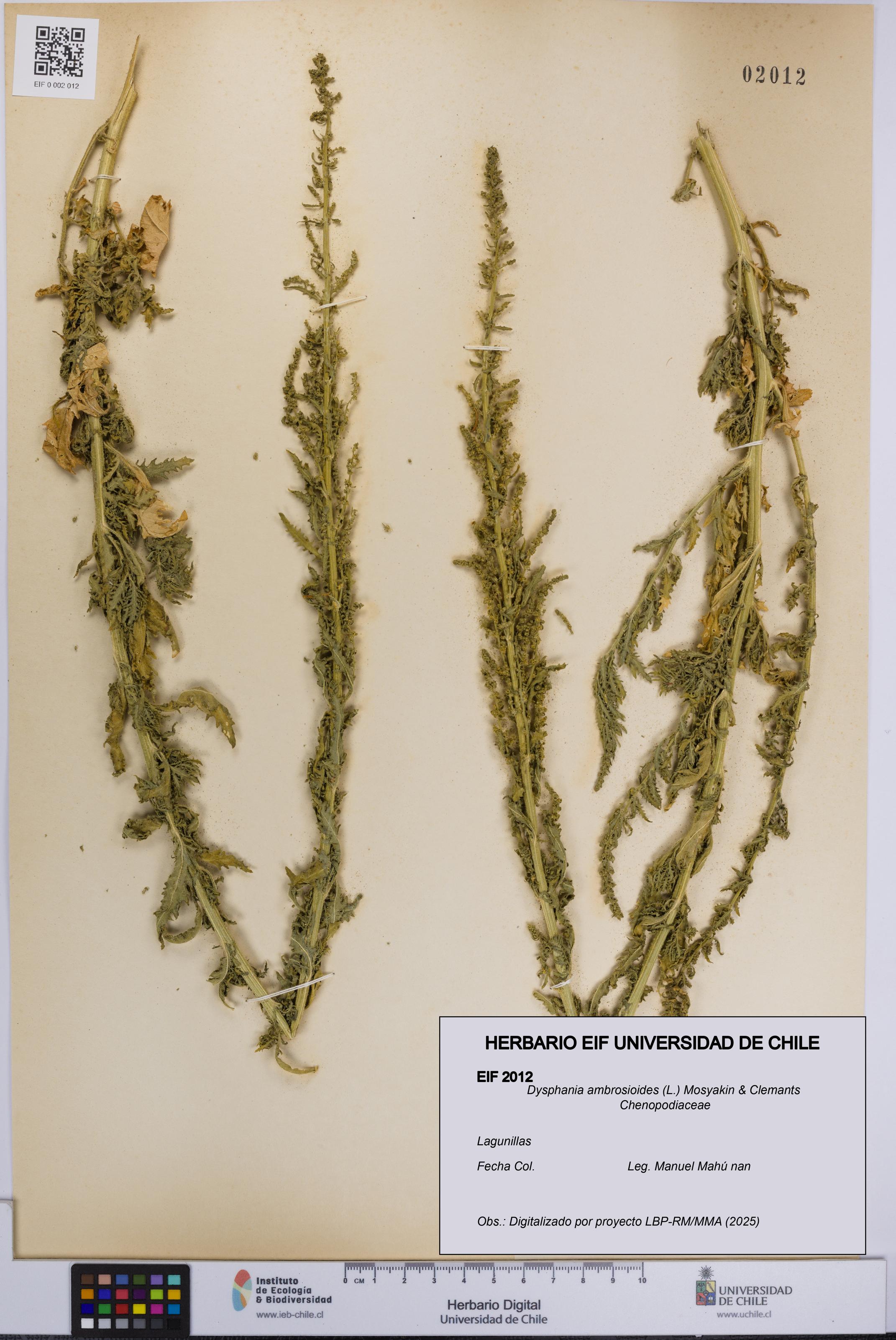 Dysphania ambrosioides [Espécimen: UCH:EIF:0002012]