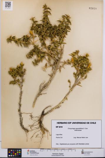 Chuquiraga oppositifolia [Espécimen: UCH:EIF:0002018]