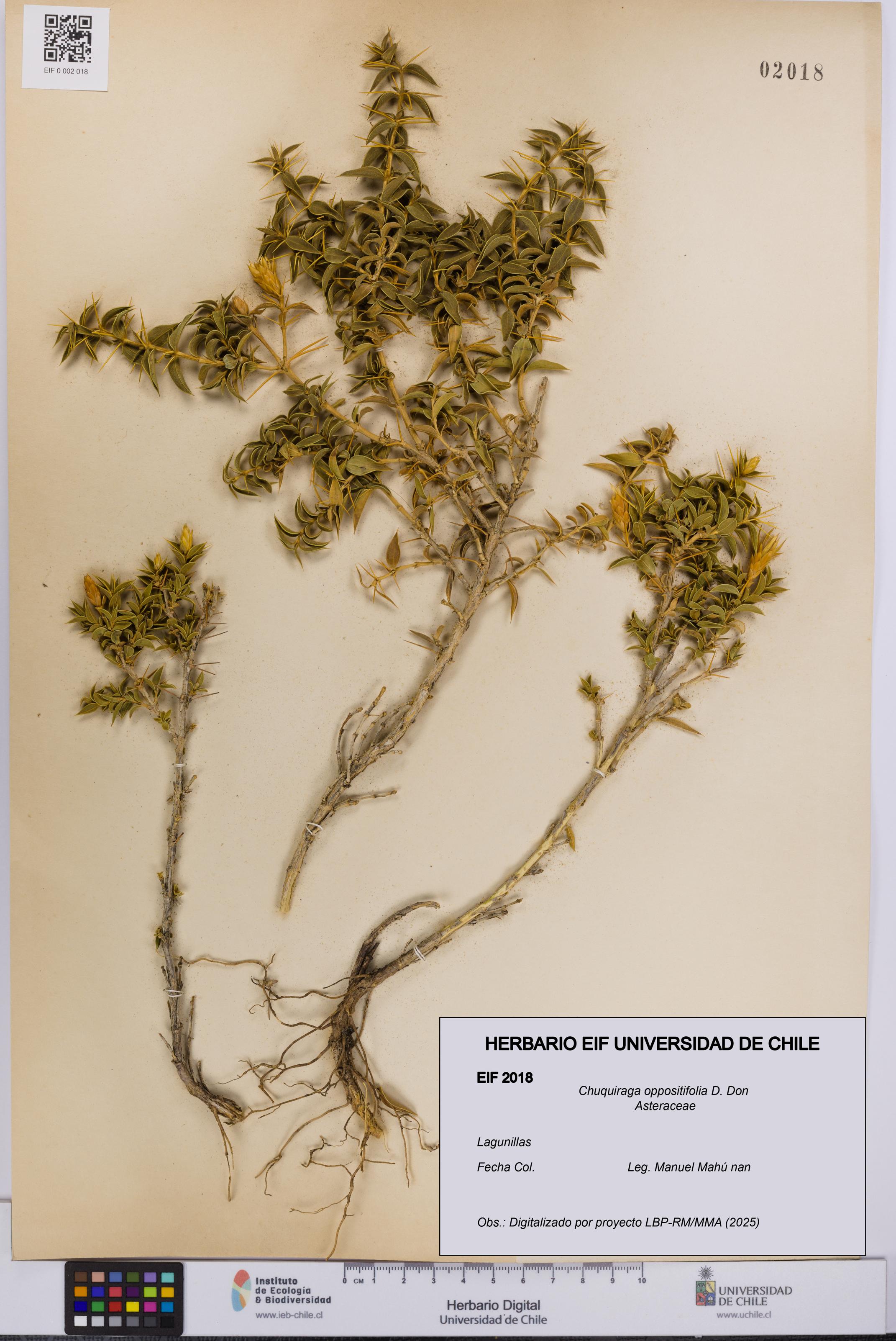 Chuquiraga oppositifolia [Espécimen: UCH:EIF:0002018]