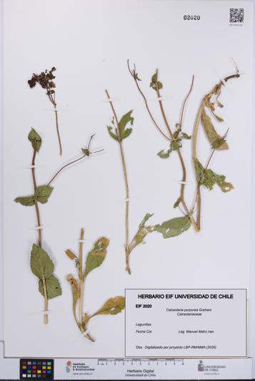 Calceolaria purpurea [Espécimen: UCH:EIF:0002020]