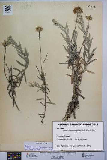 Haplopappus poeppigianus [Espécimen: UCH:EIF:0002021]