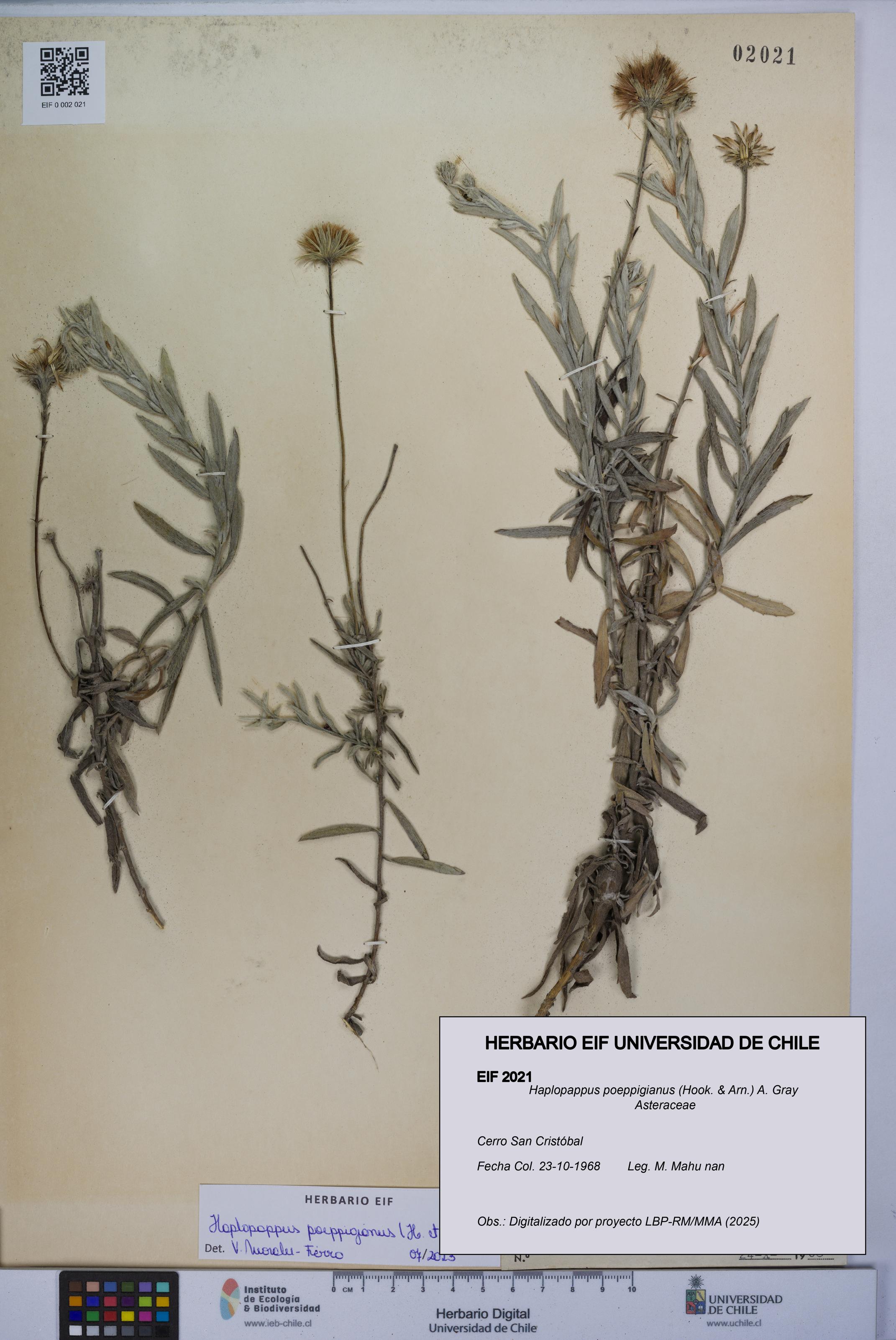 Haplopappus poeppigianus [Espécimen: UCH:EIF:0002021]